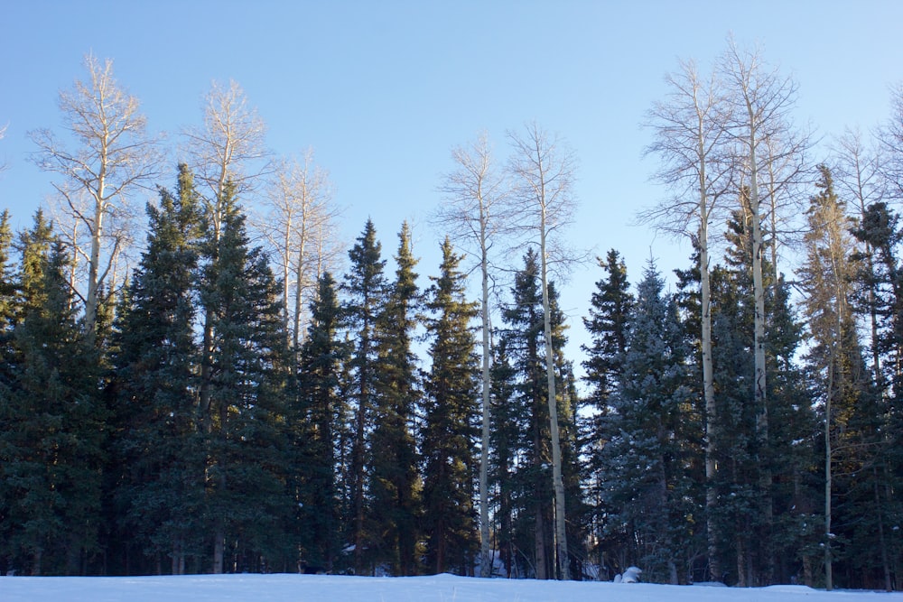 green trees under blue sky during daytime