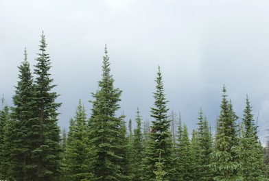 green pine trees under white sky during daytime