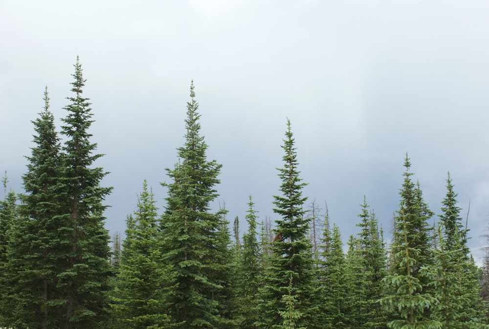 green pine trees under white sky during daytime