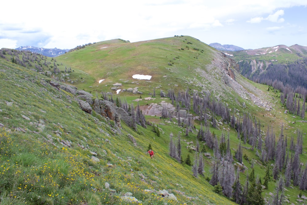 green grass field on mountain