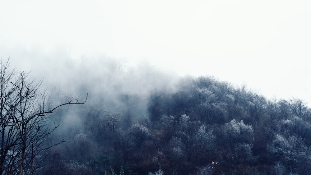 green trees covered with fog