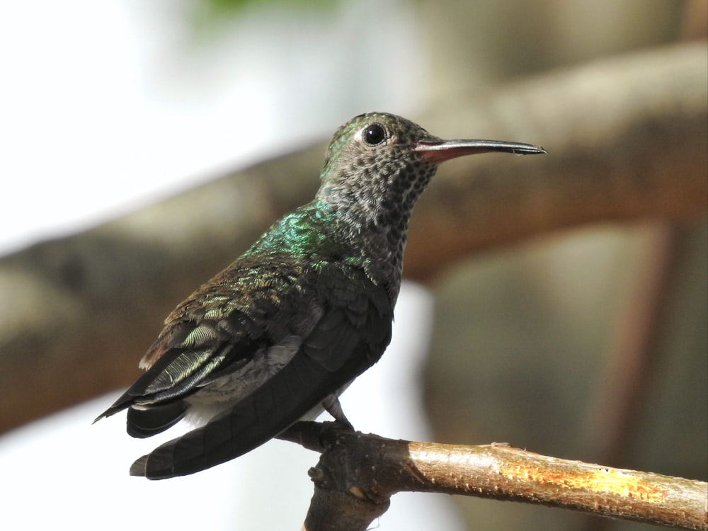 green and black bird on brown tree branch