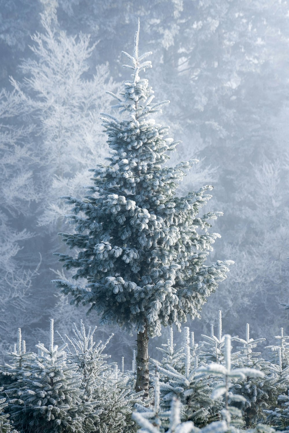 green pine tree covered with snow