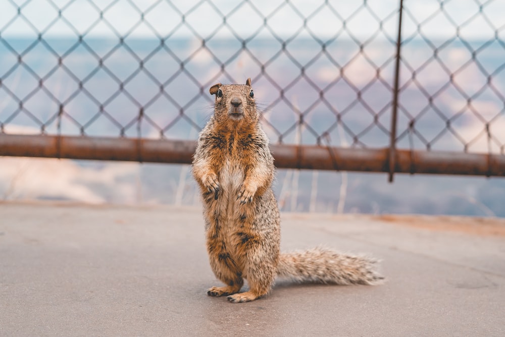 brown squirrel on brown wooden fence during daytime