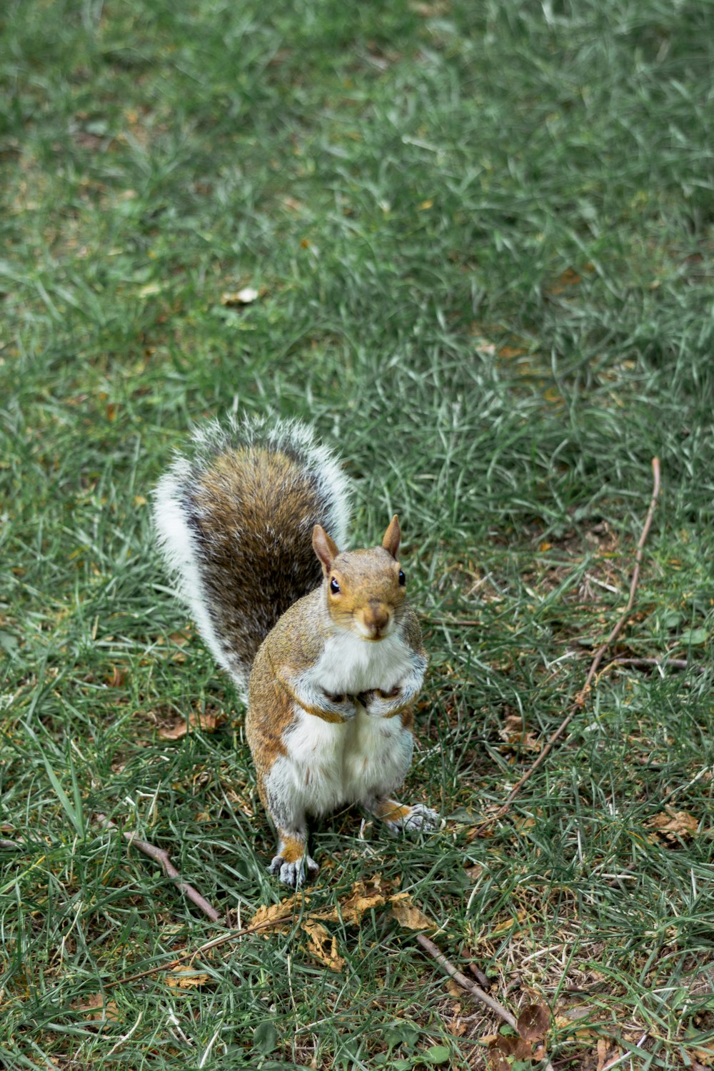 brown squirrel standing on grass