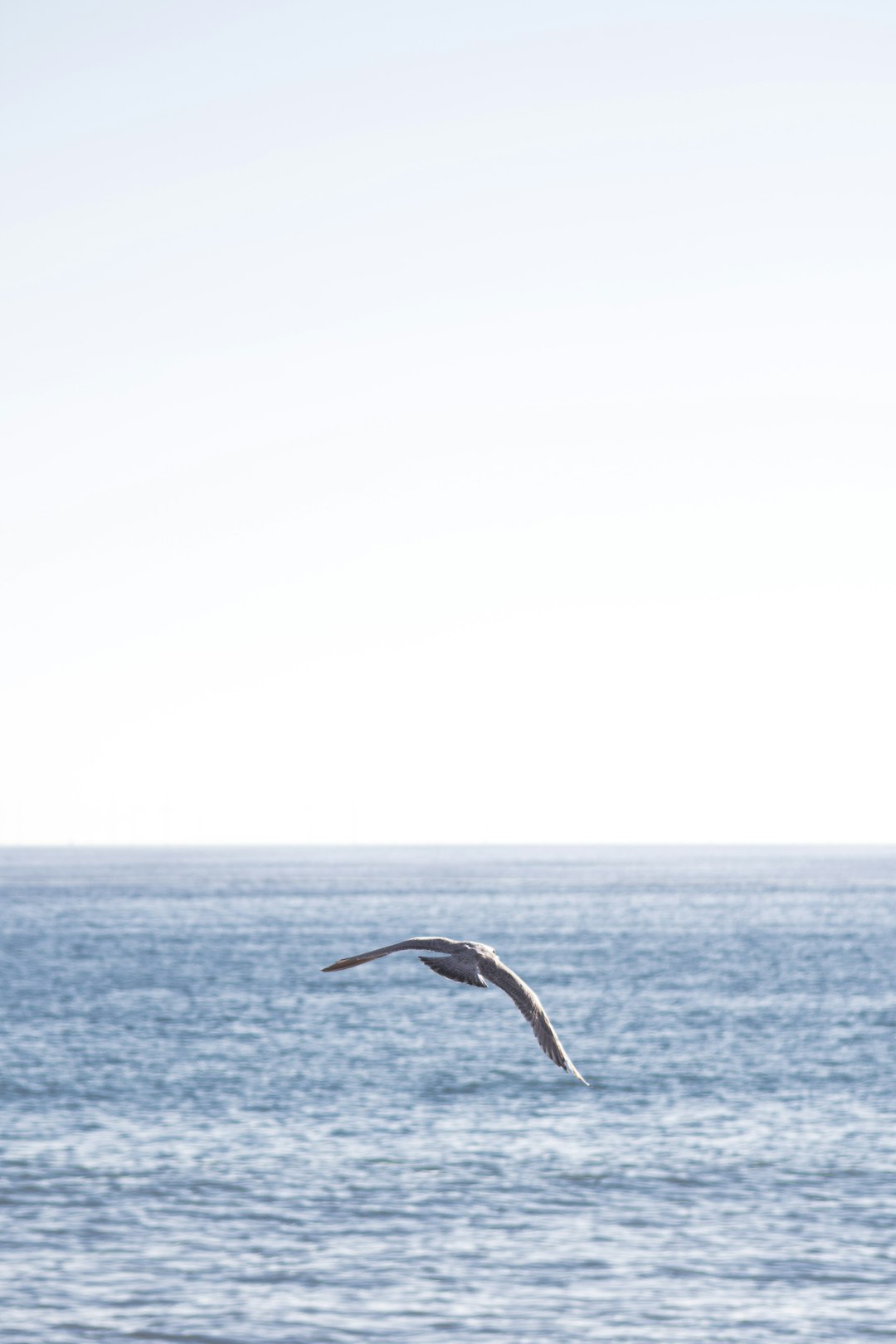 seagull soaring over sea