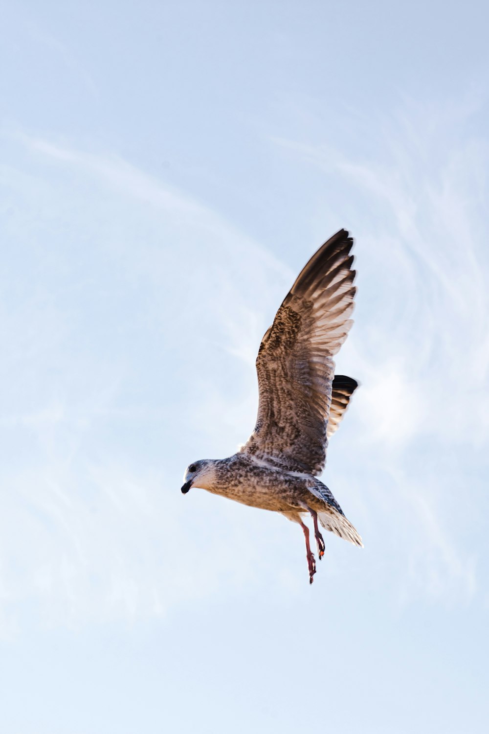 brown and white eagle under white sky