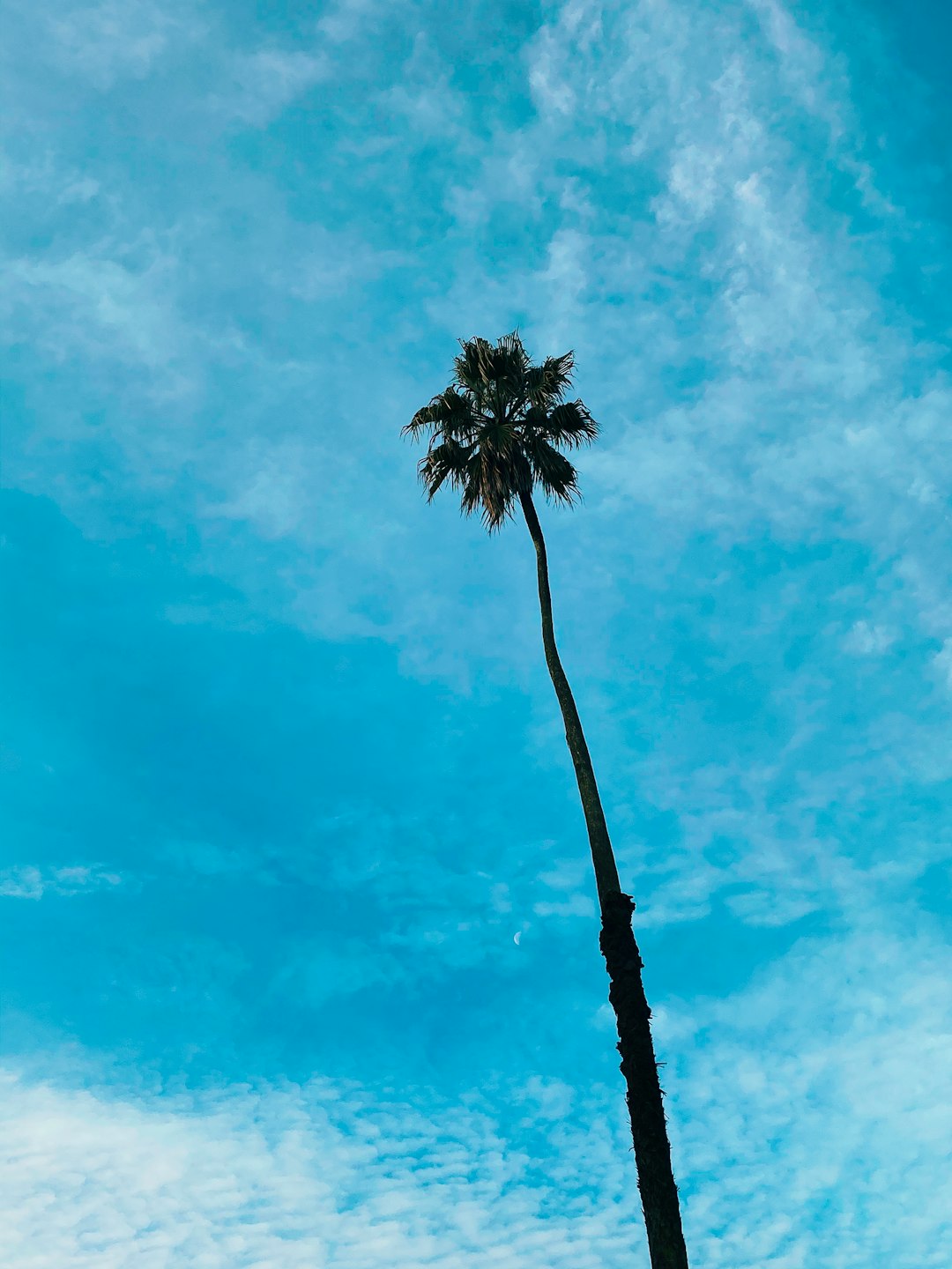 coconut tree under blue sky