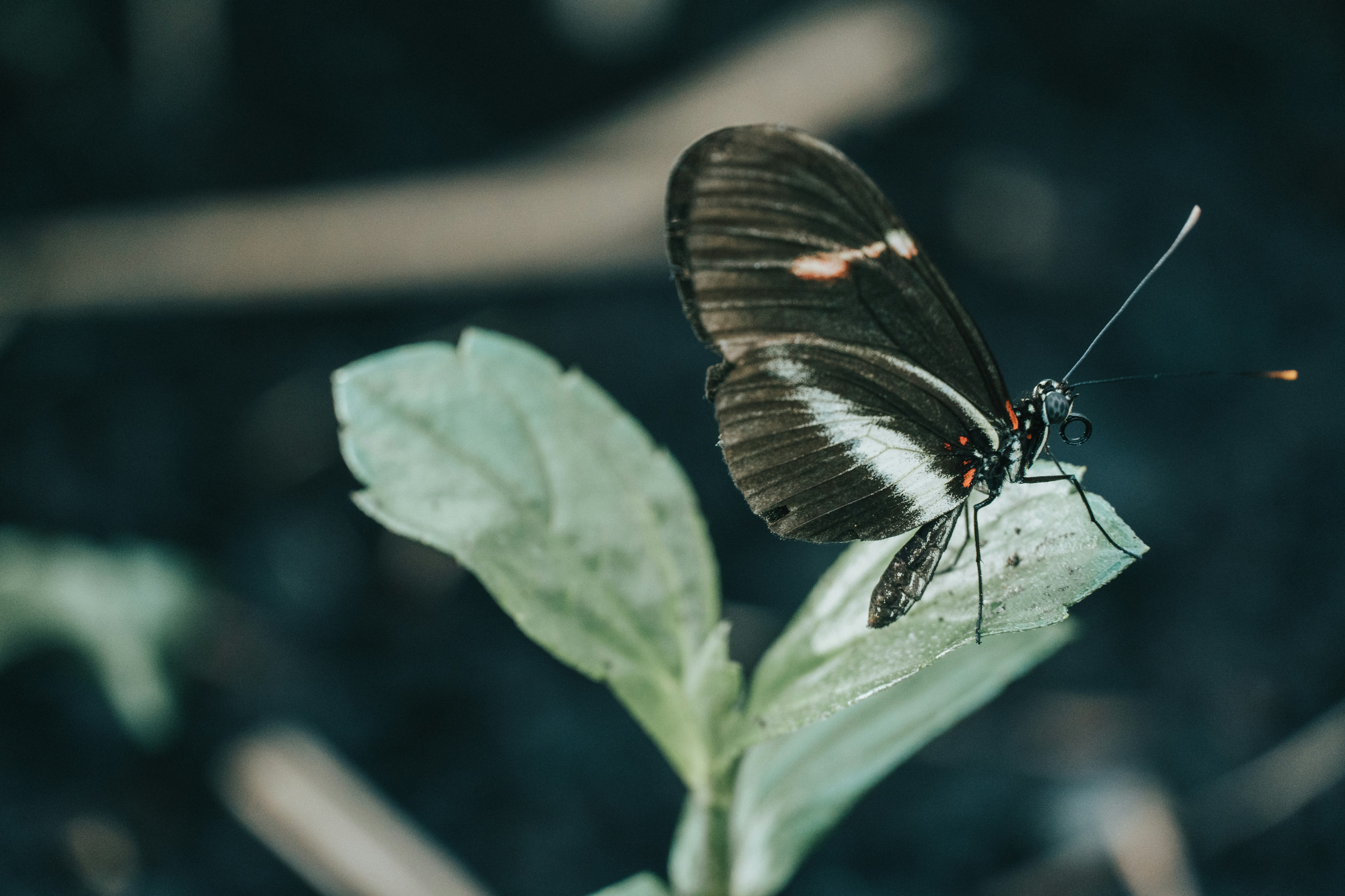 Photo by jeancarloemer