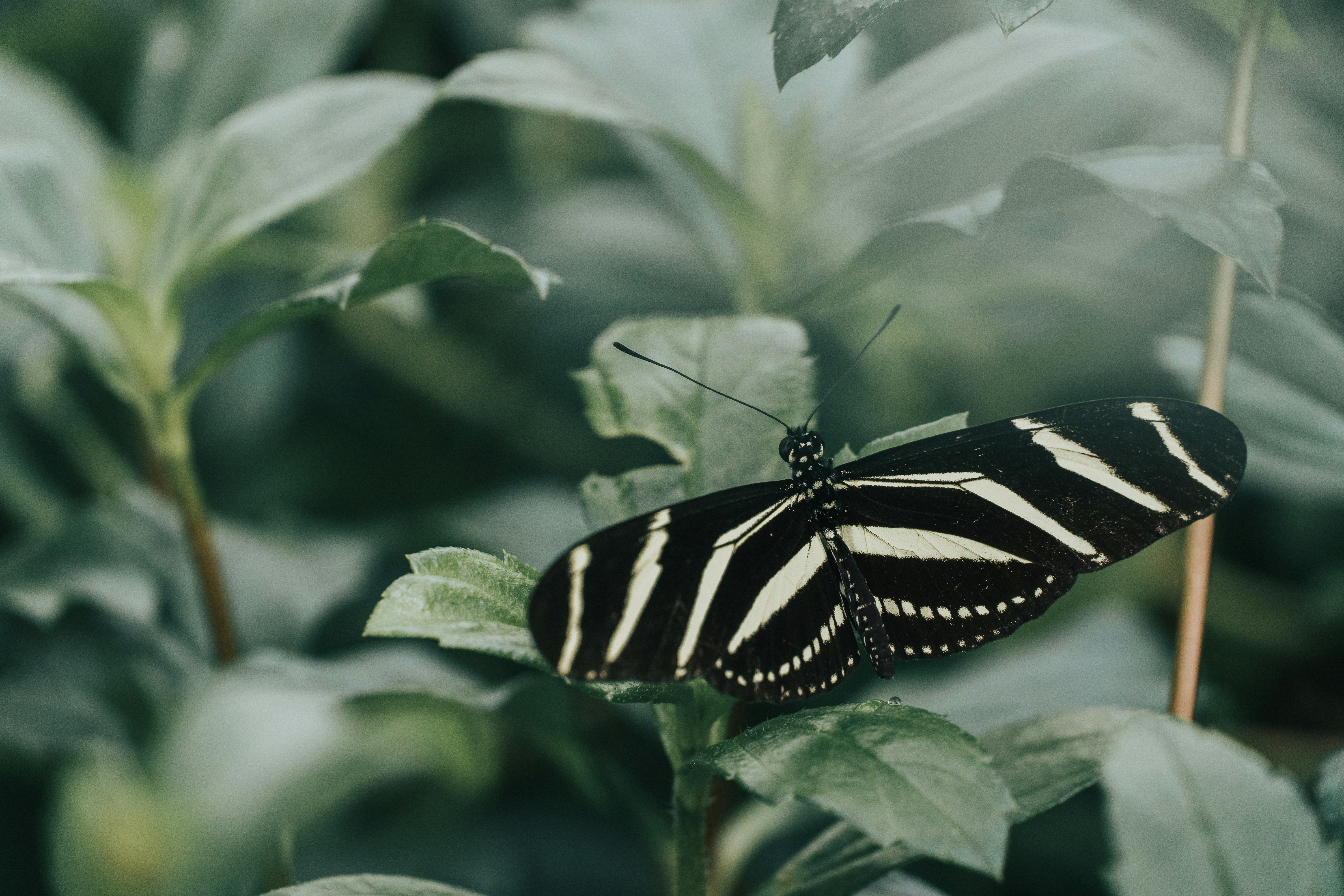 black butterfly on leaf