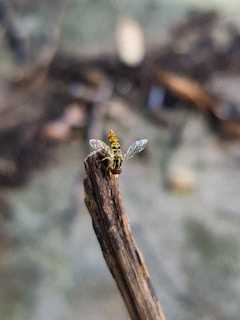 A small, colorful insect, possibly a type of fly, is perched on the end of a piece of weathered wood. The insect features intricate, transparent wings with a subtle iridescent sheen and a yellow and black patterned body. The background is blurred, providing an earthy and natural setting with muted tones.