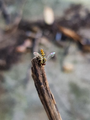 A small, colorful insect, possibly a type of fly, is perched on the end of a piece of weathered wood. The insect features intricate, transparent wings with a subtle iridescent sheen and a yellow and black patterned body. The background is blurred, providing an earthy and natural setting with muted tones.