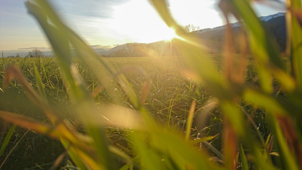 green grass field during daytime