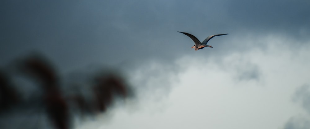 Weißer und schwarzer Vogel, der tagsüber unter blauem Himmel fliegt