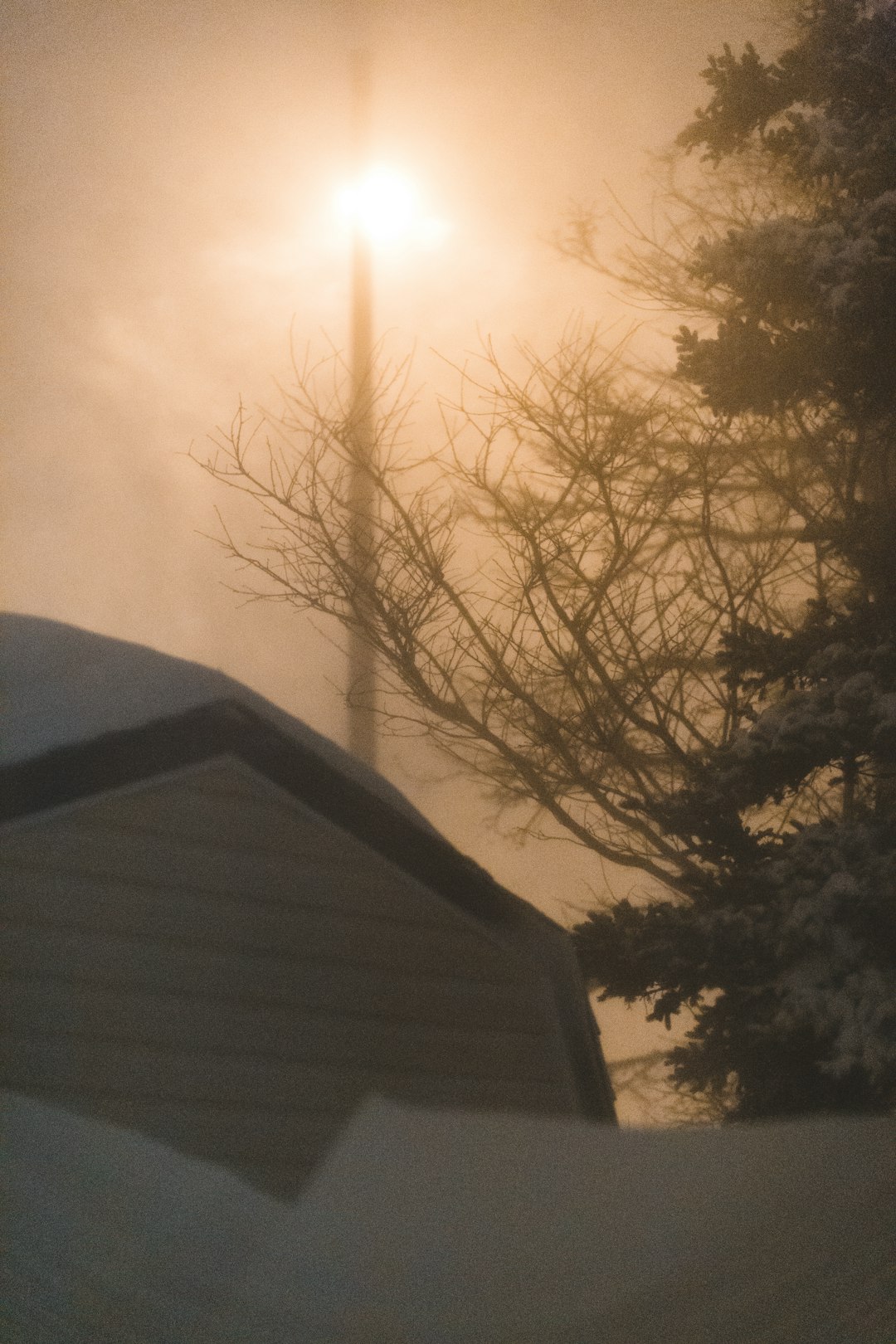 bare tree beside shed