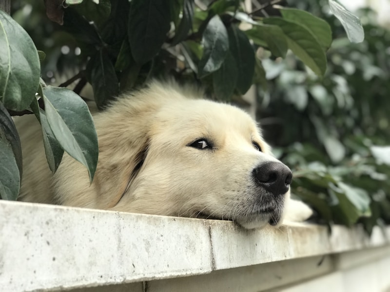 Should I Get a Dog? The Honest Checklist Before Committing