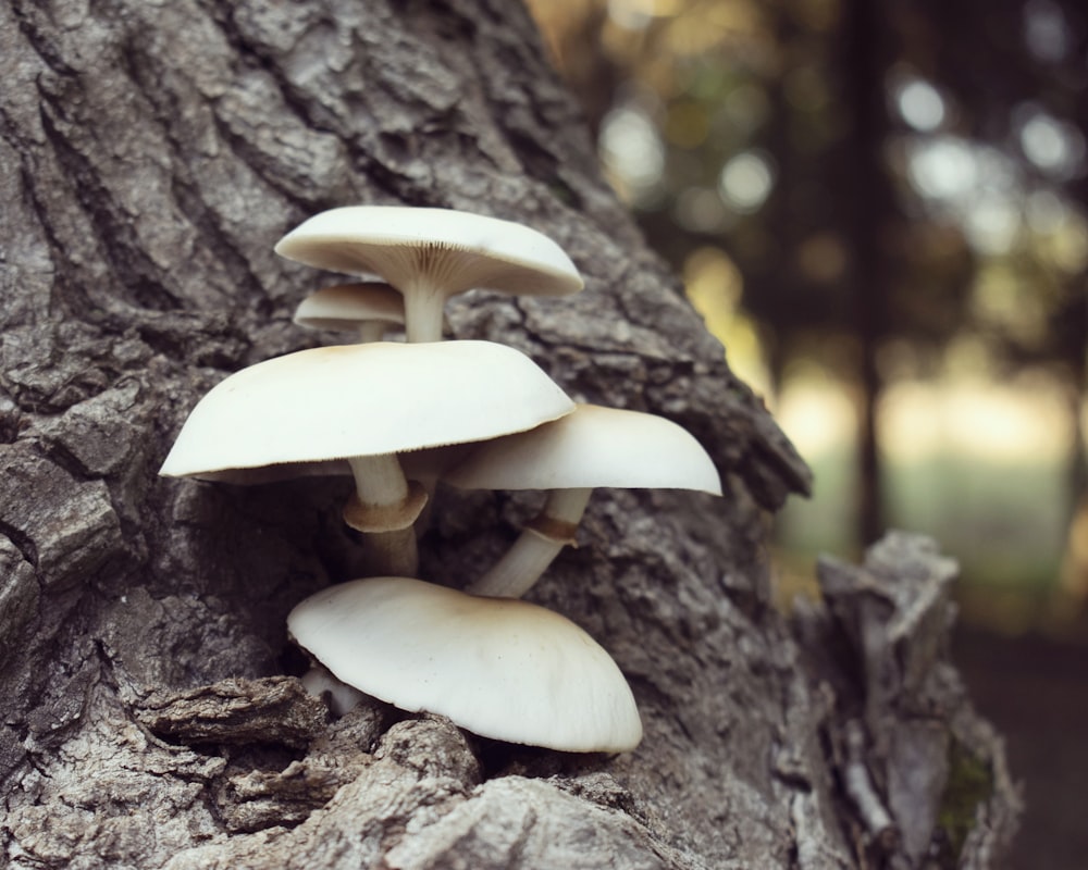 white and brown mushrooms on brown tree trunk