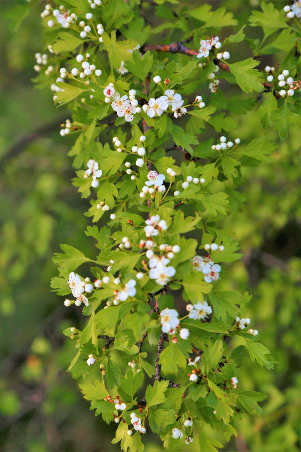 white and pink flowers in tilt shift lens