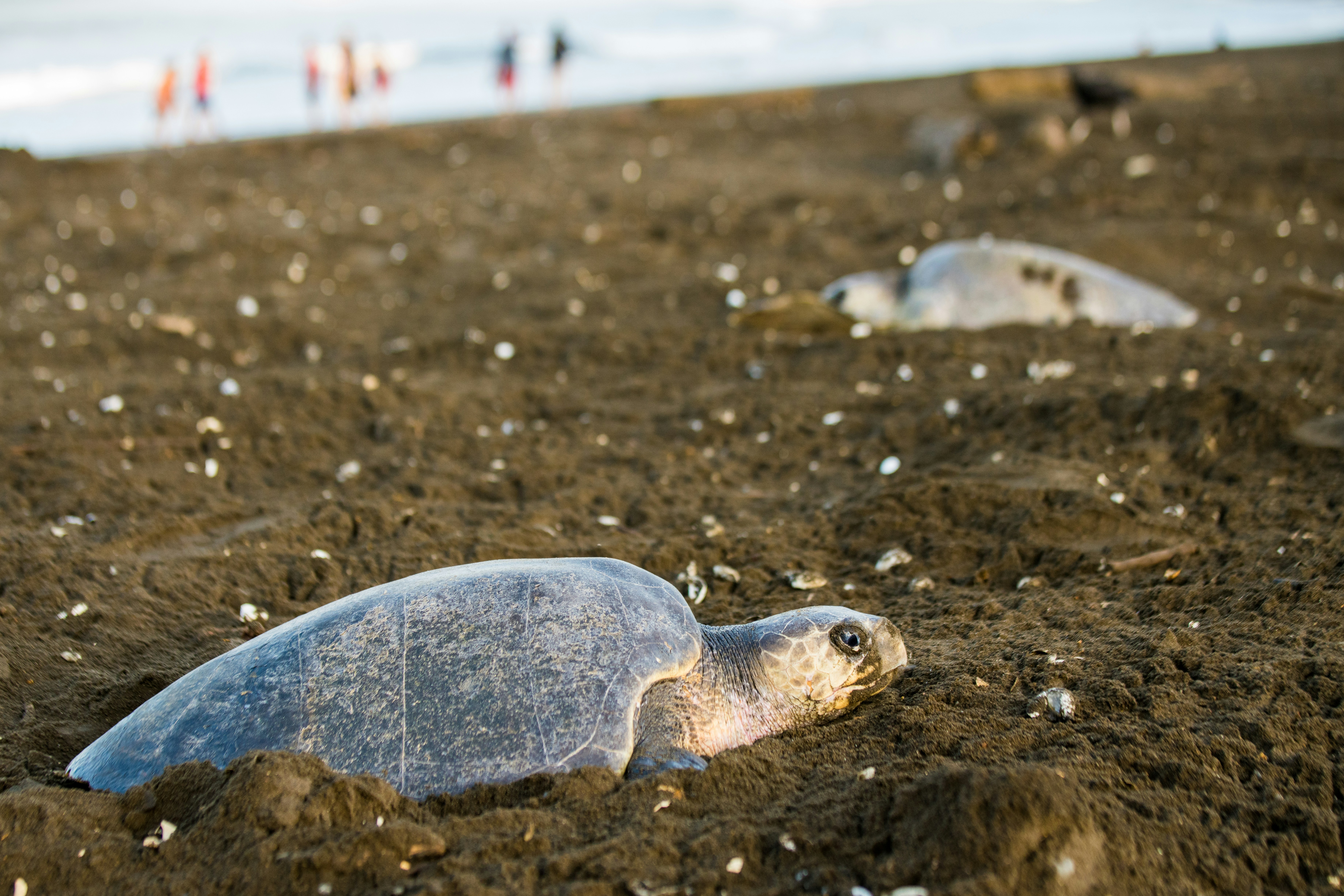 Mother sea turtles lay their eggs on Playa Ostional in Costa Rica.