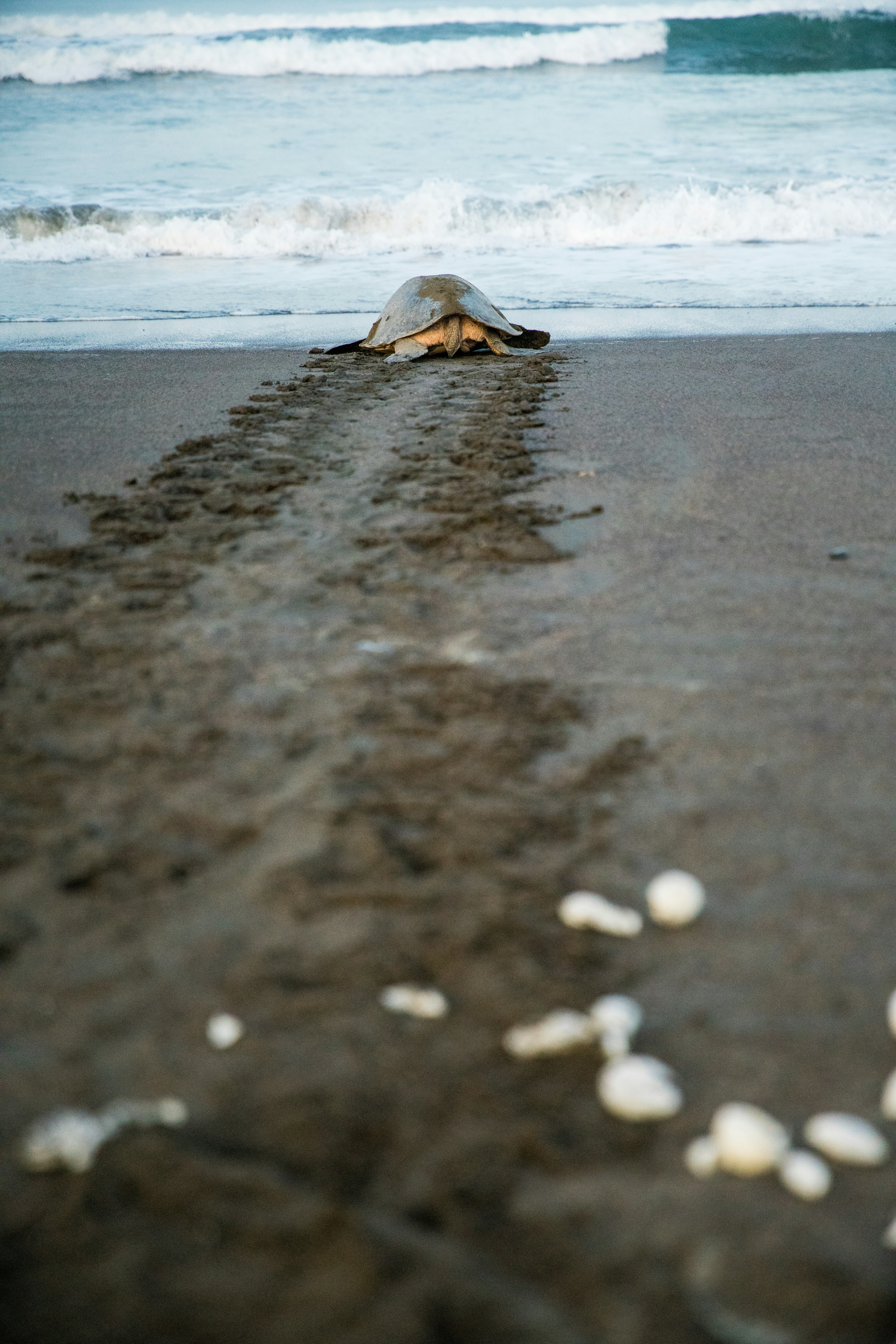 A mother sea turtle returns to the sea after laying her eggs and just before the sunrise on Playa Ostional in Costa Rica.