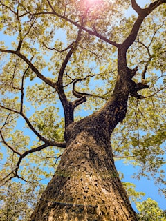 green leafed tree during daytime