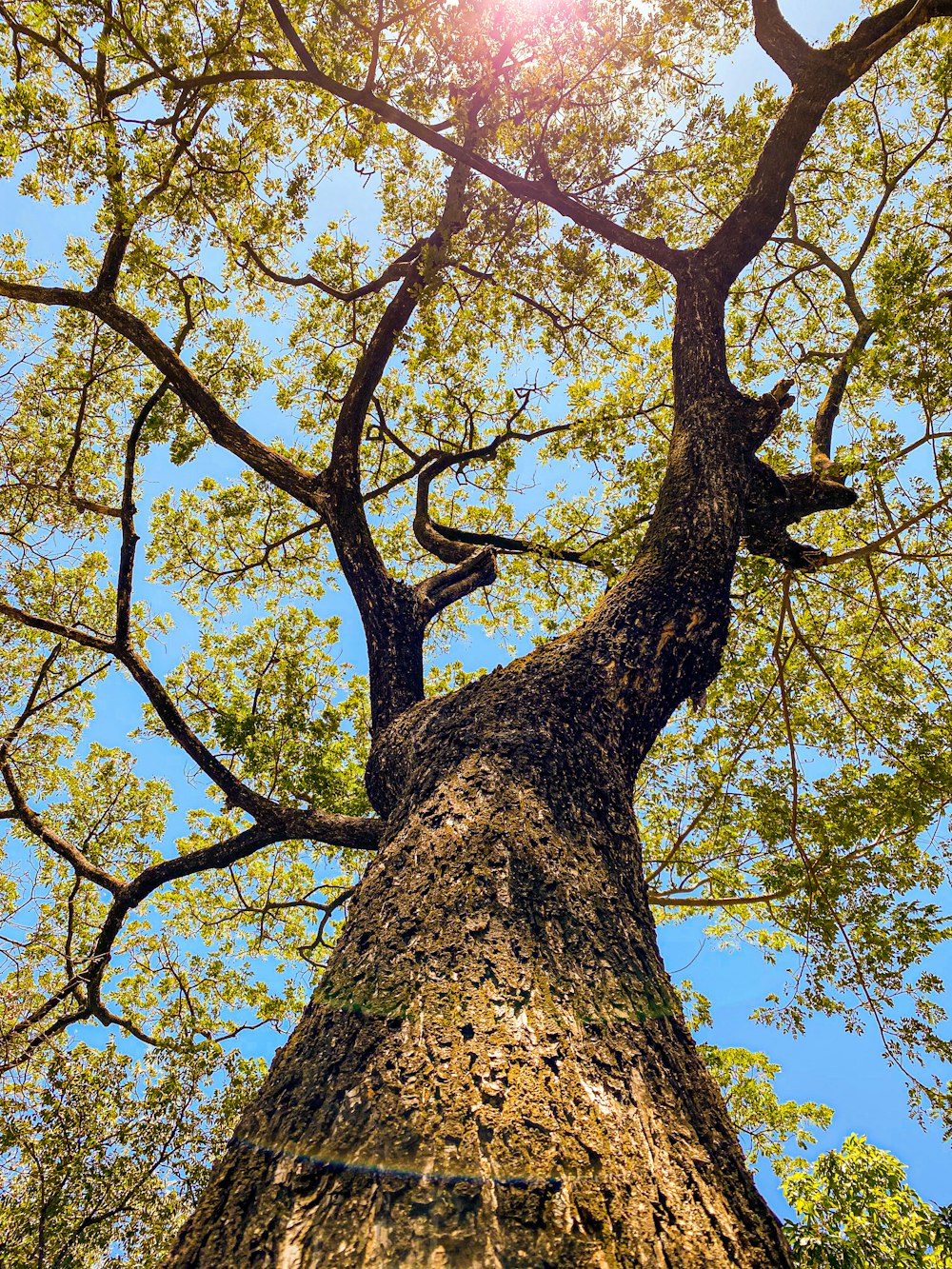 árbol de hojas verdes durante el día