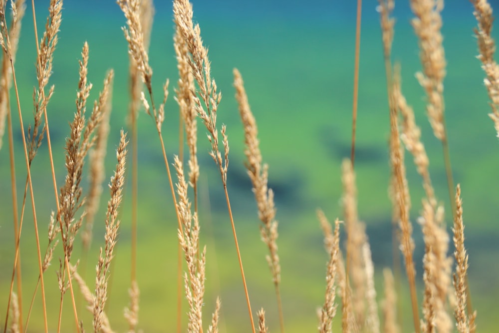 brown wheat field during daytime