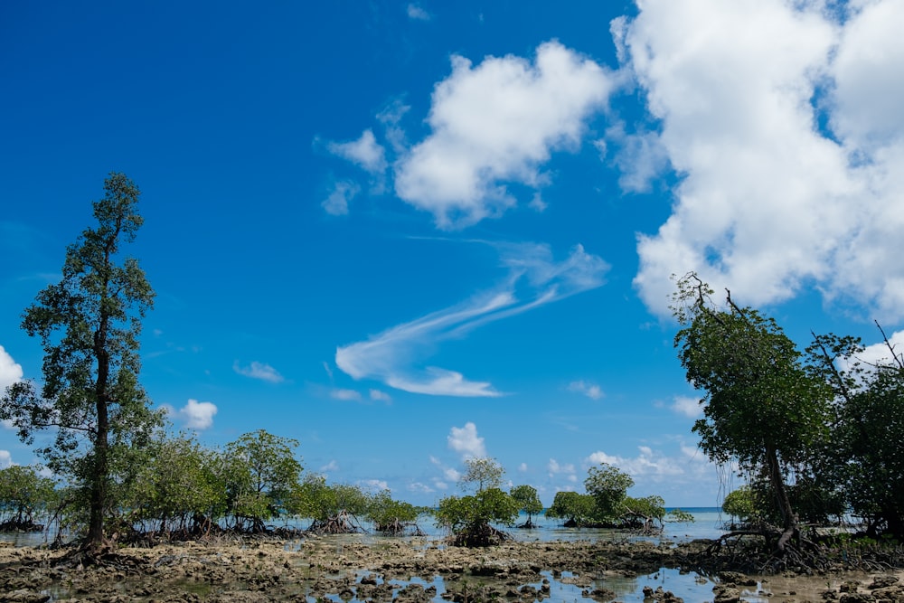 green trees and plants under blue sky and white clouds during daytime