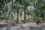 brown pathway between green palm trees during daytime