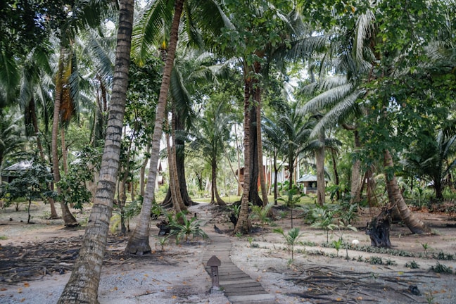 brown pathway between green palm trees during daytime