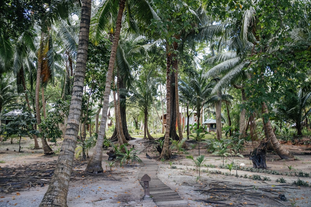 brown pathway between green palm trees during daytime