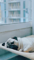 A happy pug resting peacefully on a plush dog bed near a window.