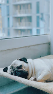 A happy pug resting peacefully on a plush dog bed near a window.