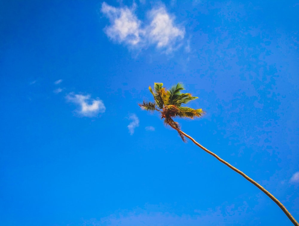 green palm tree under blue sky during daytime