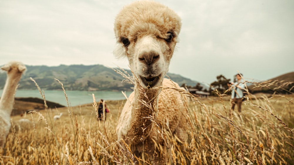 brown camel on brown grass field during daytime