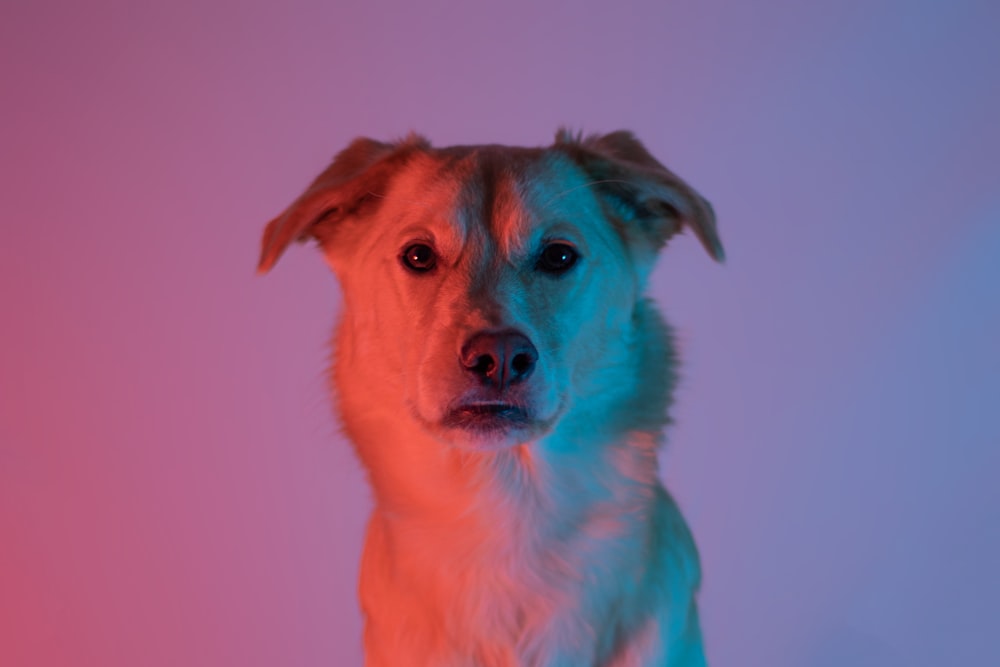 brown short coated dog with pink background