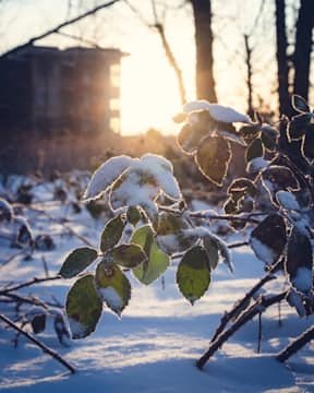 Snowbank