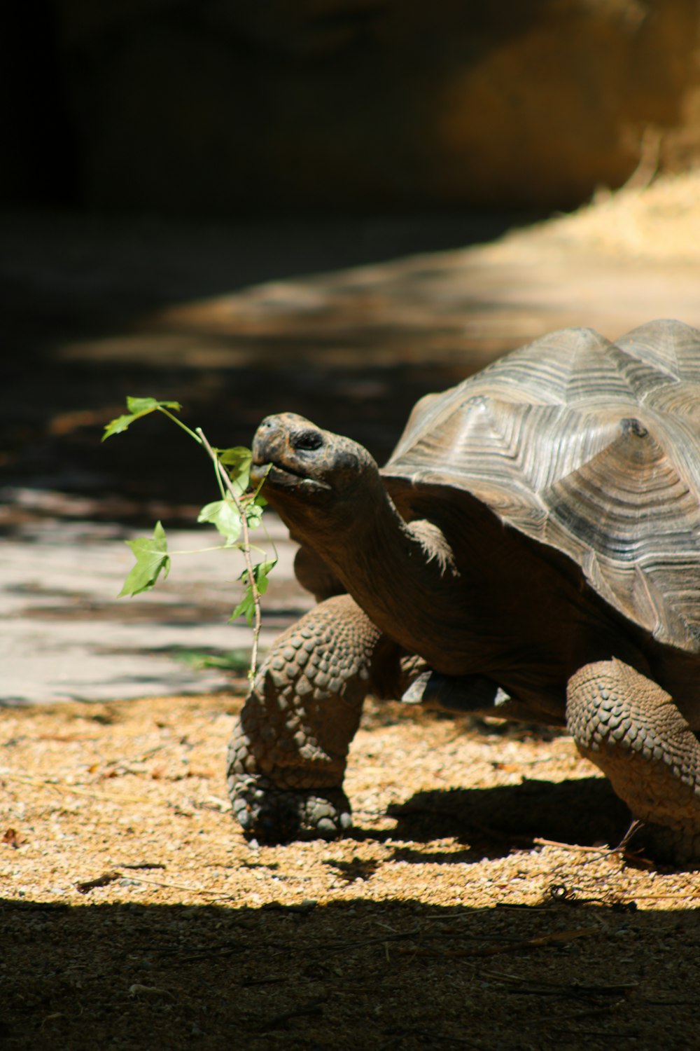 brown turtle walking on brown dirt during daytime