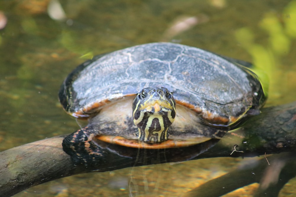 black and brown turtle on water