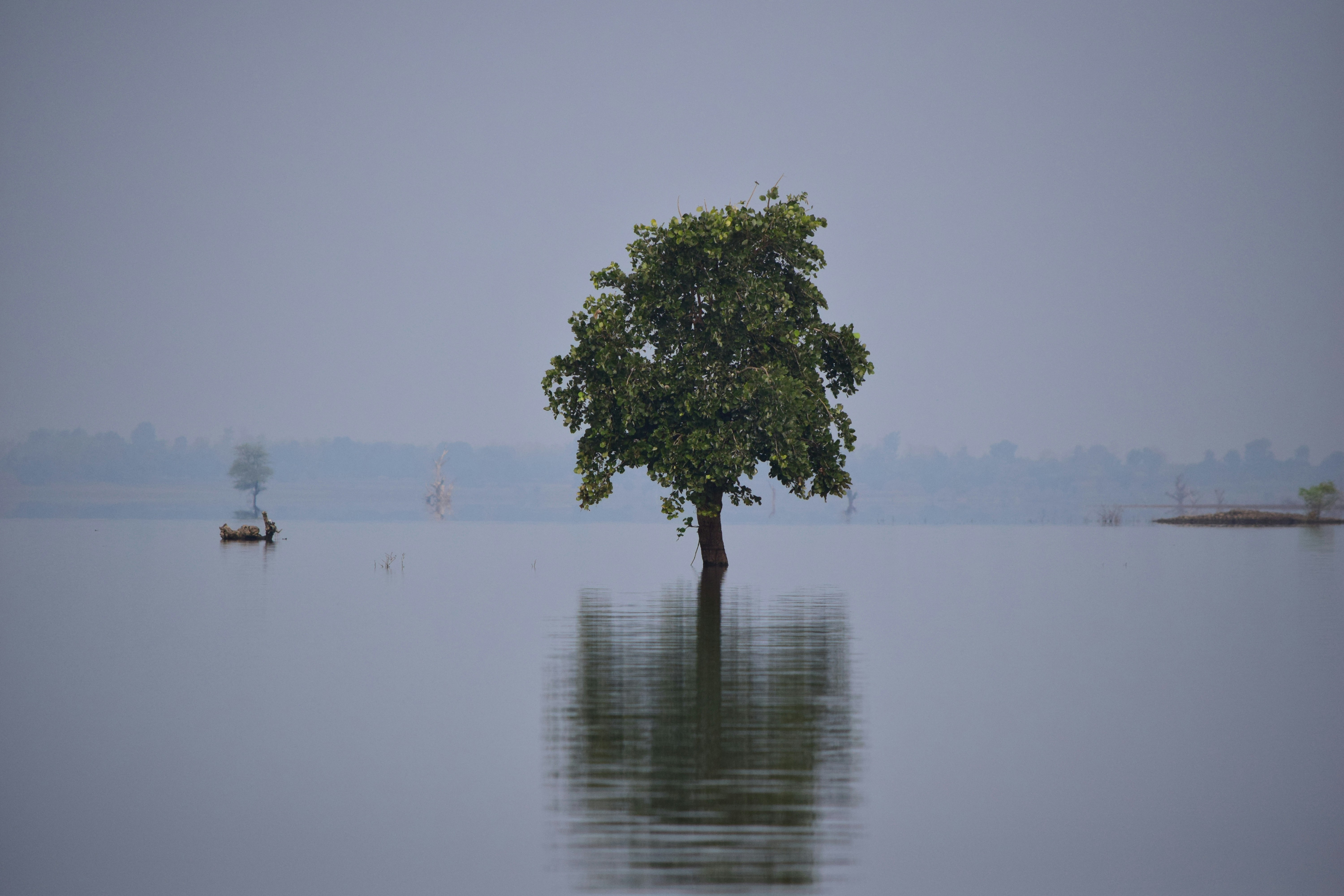 green tree on body of water during daytime
