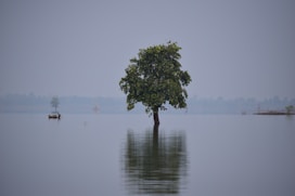 green tree on body of water during daytime