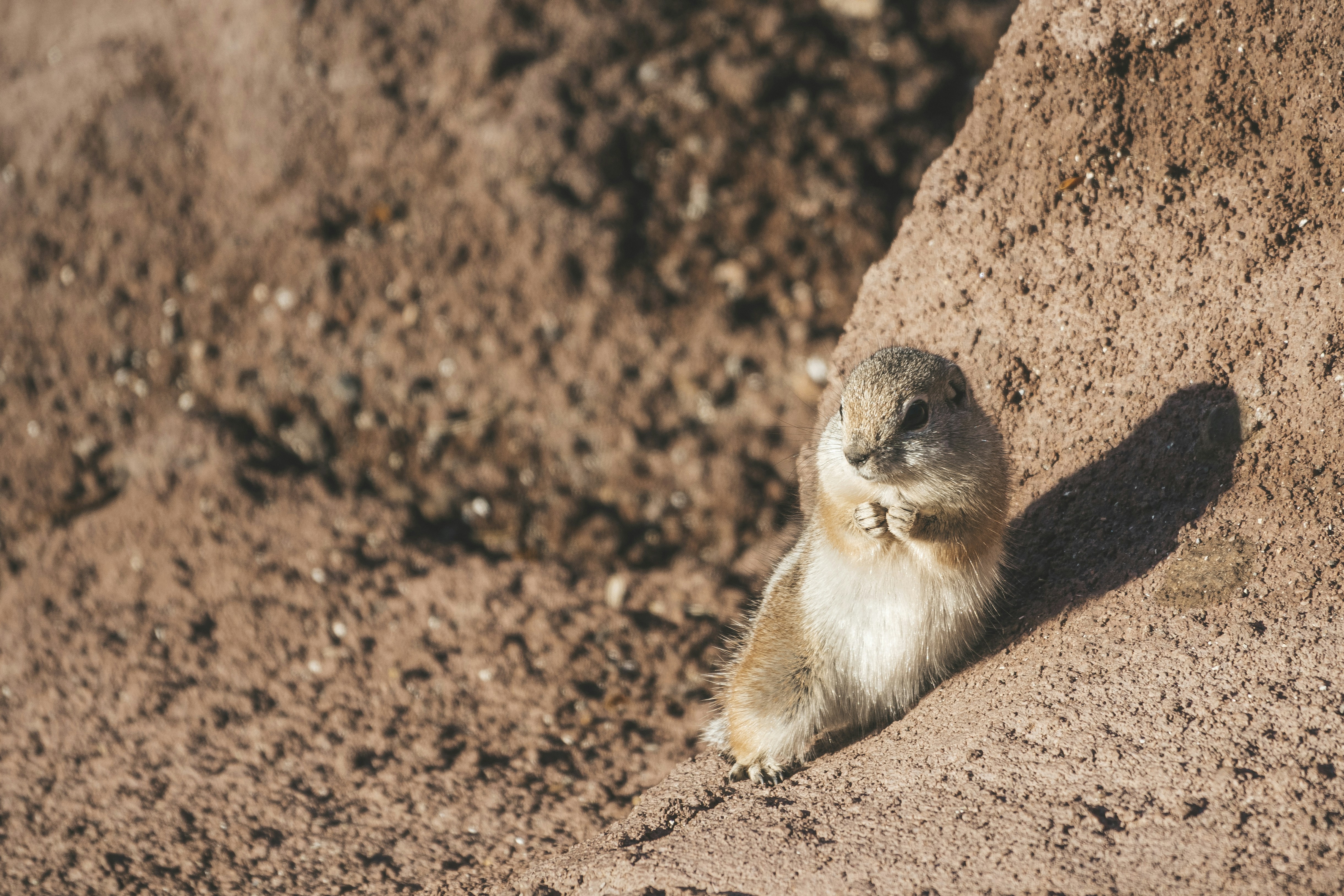 brown and white rodent on brown soil