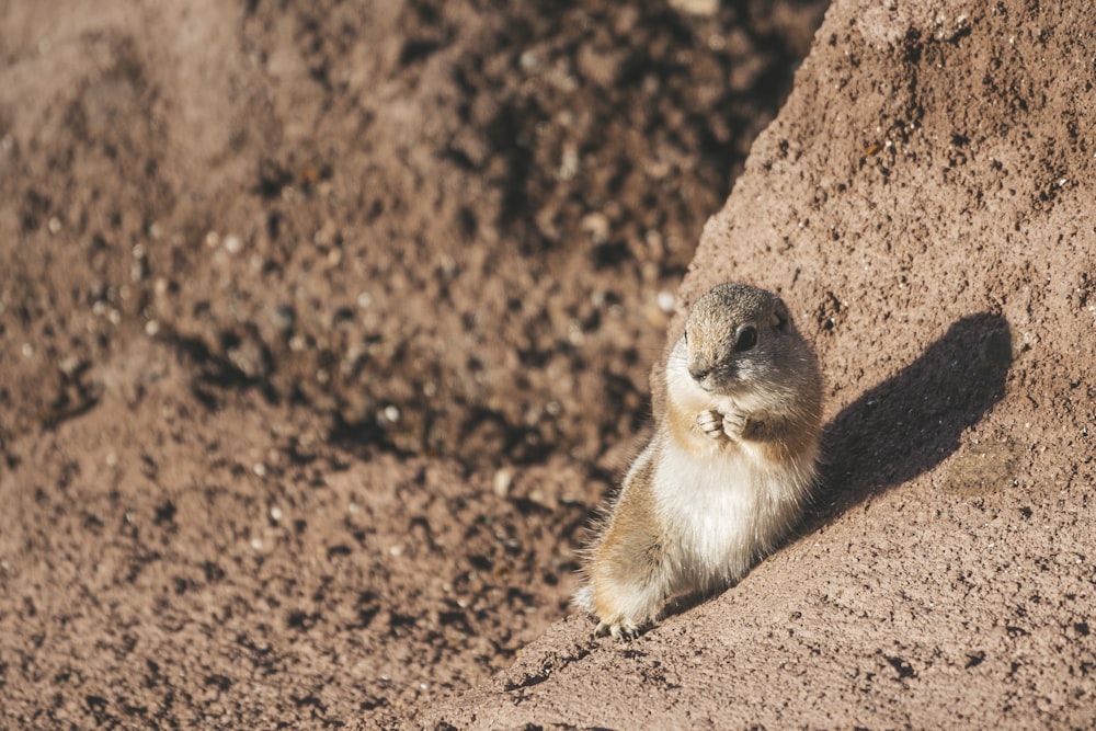 brown and white rodent on brown soil