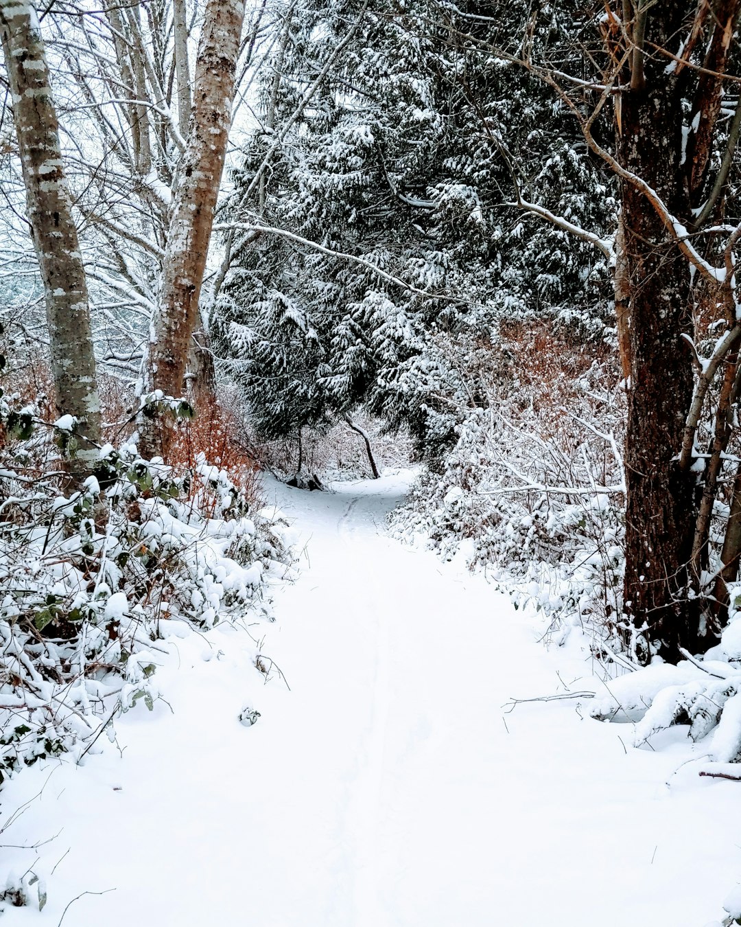 Forest photo spot Gibsons Cathedral Grove