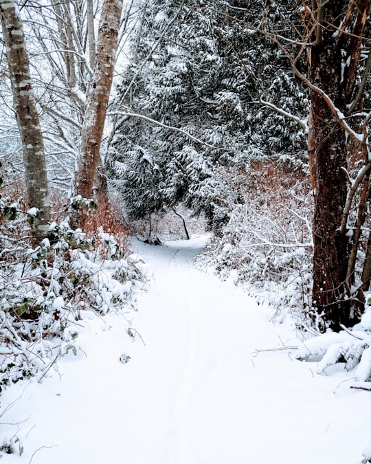 trees covered by snow in Gibsons Canada