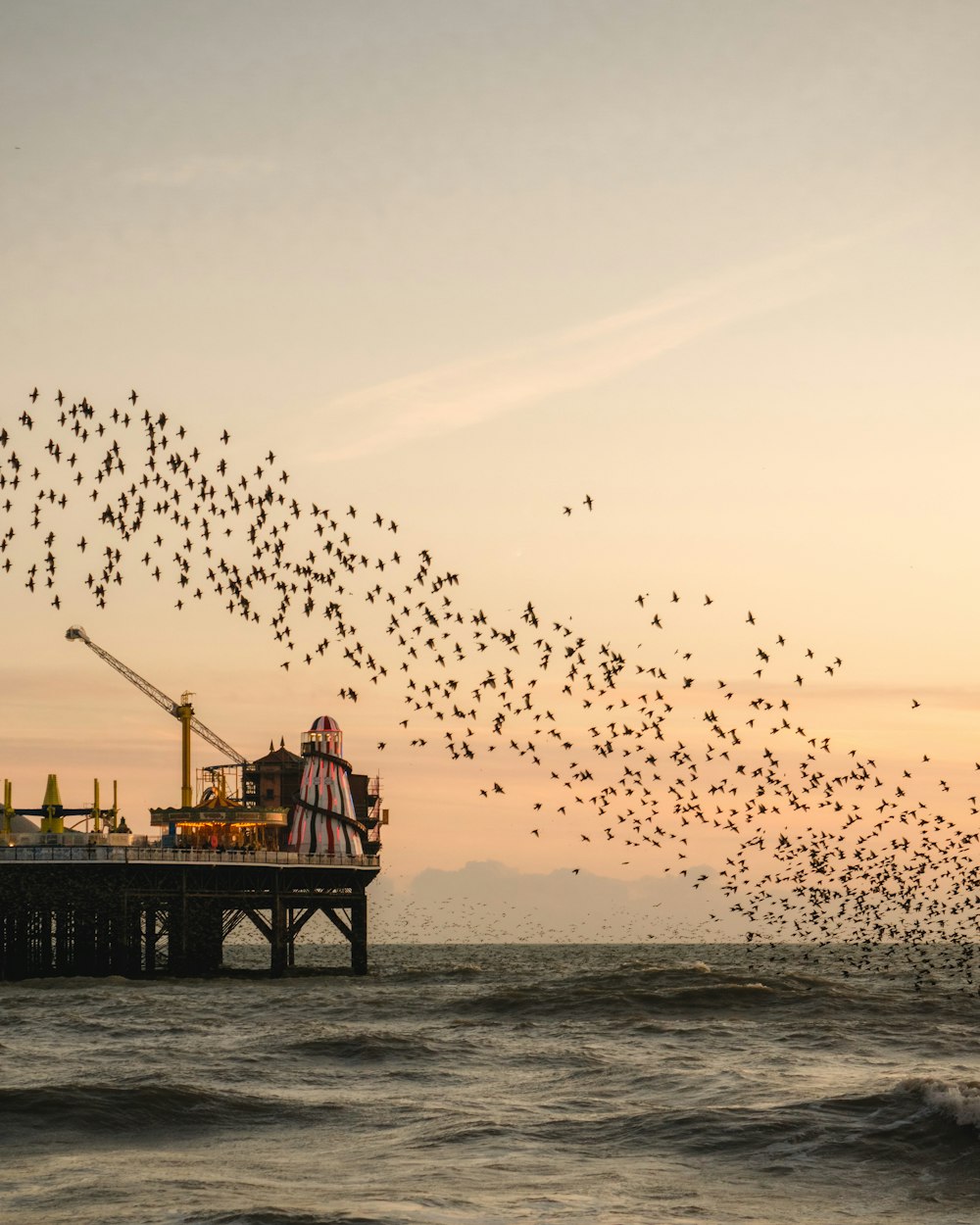silhouette d’oiseaux volant au-dessus de la mer au coucher du soleil
