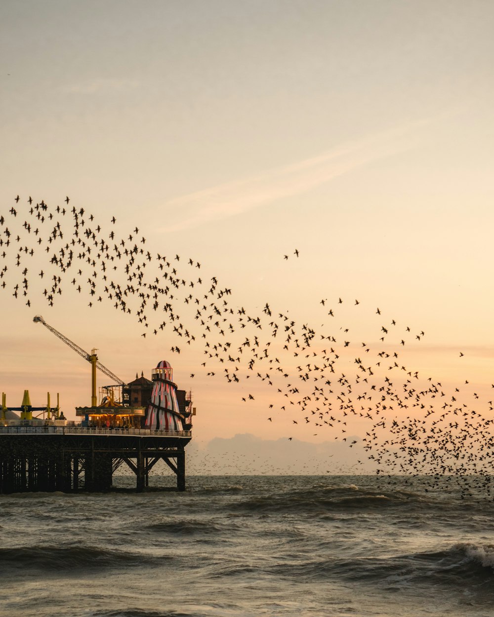 silhouette of birds flying over the sea during sunset