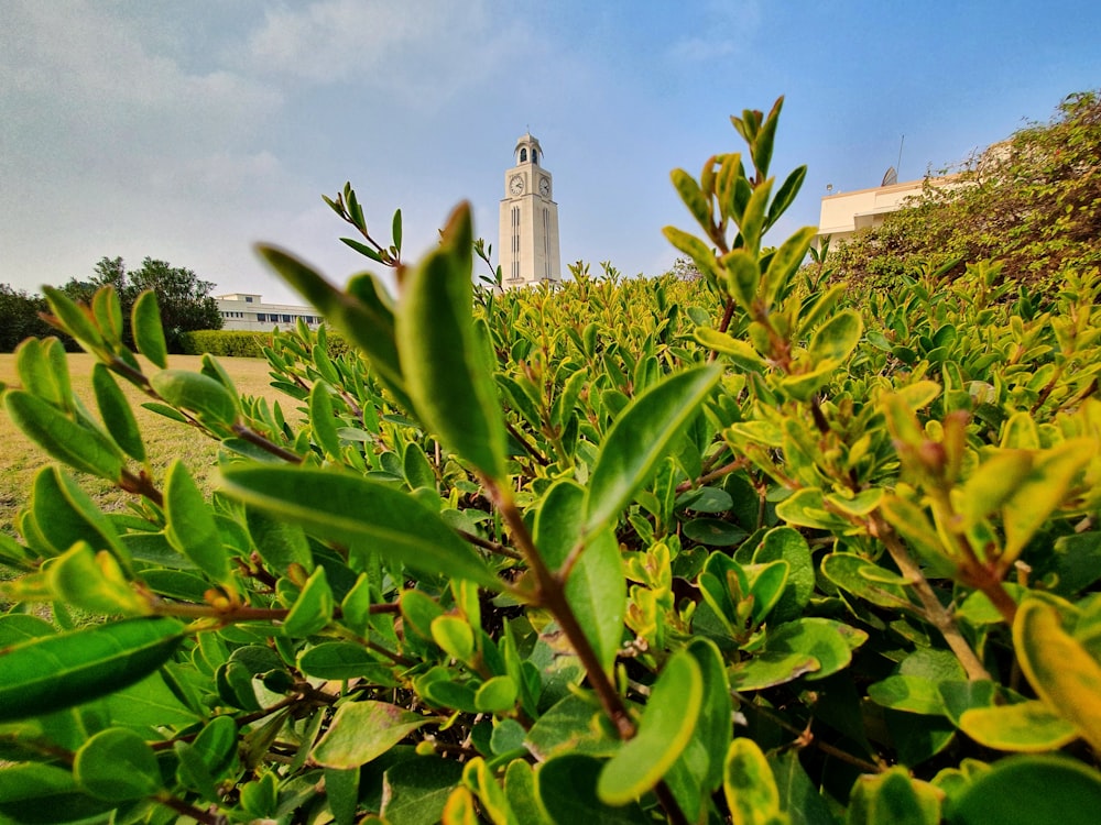 green plant near white concrete building during daytime