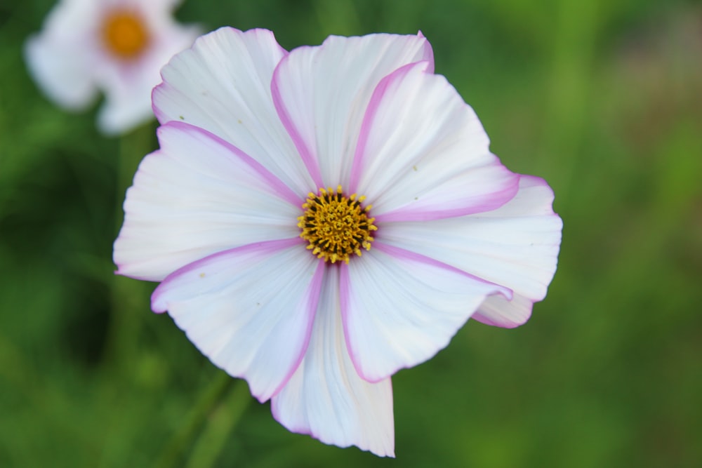 white and pink petaled flower in bloom