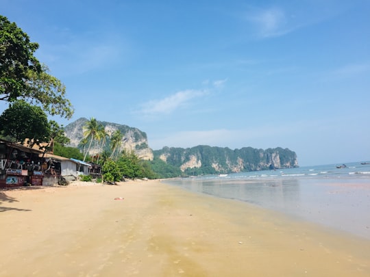 green trees on beach shore during daytime in Phi Phi Islands Thailand